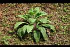 毛地黃-植株5.jpg