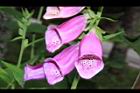 毛地黃-紫花08.JPG