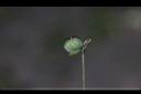 毛果竹葉菜-實06.JPG