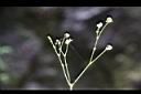 毛果竹葉菜-果序1.JPG