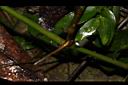 毛果竹葉菜-根03.JPG