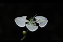 毛果竹葉菜-花02.JPG