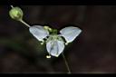 毛果竹葉菜-花10.JPG