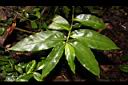 毛果竹葉菜-葉序1.JPG