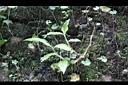 毛果竹葉菜06.JPG