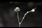毛果竹葉菜-實02.JPG