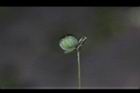 毛果竹葉菜-實05.JPG