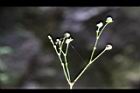 毛果竹葉菜-果序0.JPG