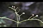 毛果竹葉菜-果序2.JPG