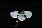 毛果竹葉菜-花00.JPG
