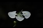 毛果竹葉菜-花01.JPG