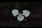 毛果竹葉菜-花03.JPG