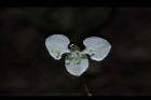毛果竹葉菜-花04.JPG