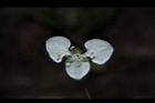 毛果竹葉菜-花05.JPG