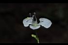 毛果竹葉菜-花06.JPG