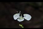 毛果竹葉菜-花07.JPG