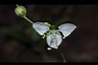 毛果竹葉菜-花11.JPG