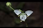 毛果竹葉菜-花12.JPG