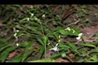 毛果竹葉菜-花序00.JPG