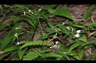 毛果竹葉菜-花序01.JPG