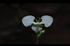 毛果竹葉菜-花萼01.JPG
