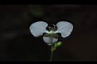 毛果竹葉菜-花萼02.JPG