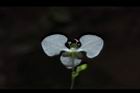 毛果竹葉菜-花萼03.JPG