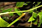 毛果竹葉菜-莖00.JPG