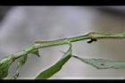毛果竹葉菜-莖06.JPG