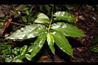 毛果竹葉菜-葉序0.JPG