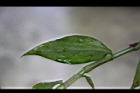 毛果竹葉菜-葉正3.JPG