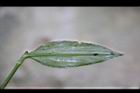 毛果竹葉菜-葉背04.JPG