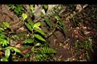 毛果竹葉菜05.JPG