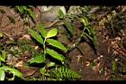 毛果竹葉菜07.JPG