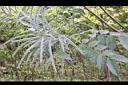 毛決明-實.jpg