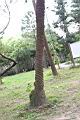 毛海棗-莖01.JPG