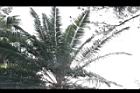 毛海棗-葉05.JPG