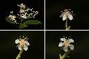 毛瓣石楠-花1.jpg