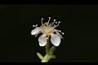 毛瓣石楠-花13.JPG