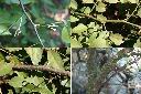 毛瓣蝴蝶木-枝1.jpg