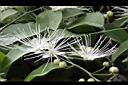 毛瓣蝴蝶木-花00.jpg
