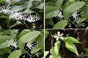 毛瓣蝴蝶木-花1.jpg