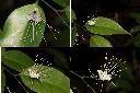 毛瓣蝴蝶木-花2.jpg
