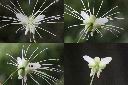 毛瓣蝴蝶木-花3.jpg