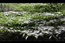 毛瓣蝴蝶木-花序02.jpg