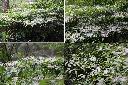毛瓣蝴蝶木-花序1.jpg
