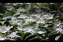 毛瓣蝴蝶木-花序18.jpg