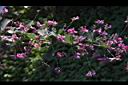 毛胡枝子-花序10.JPG