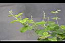 毛胡枝子-花苞2.JPG