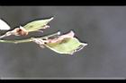 毛胡枝子-實4.jpg